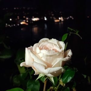 Meet your Posher, Maha